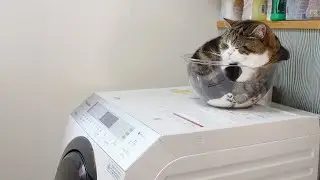洗濯機の上で液体になったらいっぱい揺れちゃうねこ。-Liquid Maru on the washing machine.-