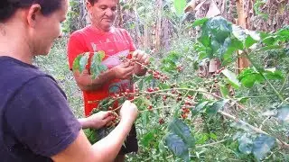 COLHENDO E TORRANDO CAFÉ