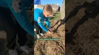 Чем мульчировать морковь и свеклу. 