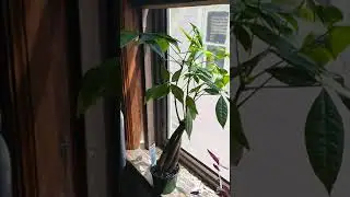 Kitchen Plants