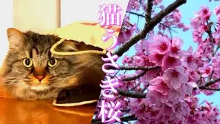 飼い主は桜を見に猫とうさぎはお留守番中です/Cat and rabbit are at home while the owner is out to see the cherry blossoms.