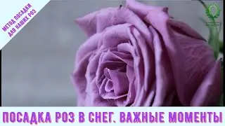 Посадка роз в снег. март 2022. Питомник 🌹 и 🌲 Е. Иващенко