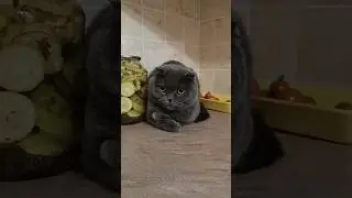 Чекаєш вихідні 😂 #catsofyoutube #scottishfold #смішнівідео #гумор