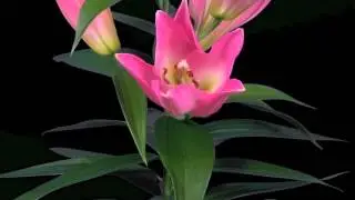 Lilium Tabledance