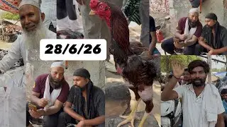 Jama Masjid Murga Mandi Delhi Top Quality Aseel Murge Ak aseel pets whts no 9717857592