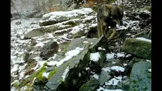 Lupo - WOLF beautiful