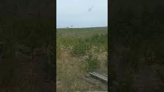 лесные культуры 2018 года посадки