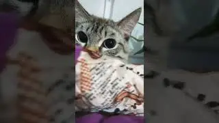 Хищный cat