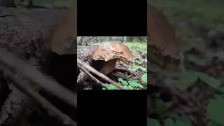 грибы 🍄🍄🍄