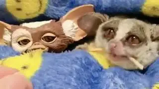 А ну дай сюды!!!
