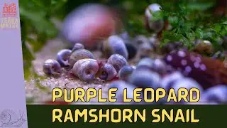 Introduction to PURPLE LEOPARD RAMSHORN SNAIL: Care Guide & Tips! (Planorbella duryi)
