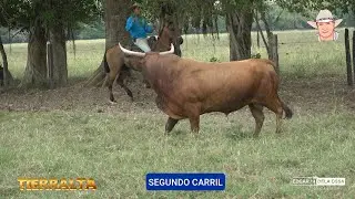 TOROS DE LA GANADERIA SAN ANTONIO DE  MILAD BARGUIL - TIERRALTA 2024 #españa #indonesia #brazil