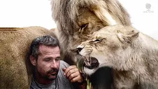 Wild lions love this man very much. But why? What’s his secret?