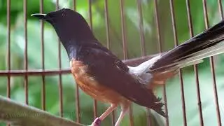 White-rumped shama (กางเขนดง)