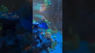 🐠 🪸 🎧 reef beats #reeftank #reefstash #aquariumhobby #aquariums #saltwateraquariums