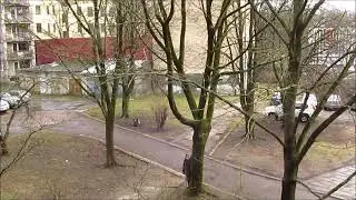 Домашний кот на прогулке.