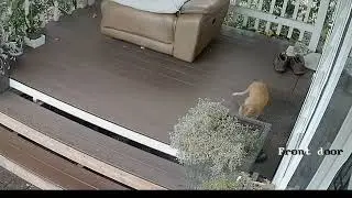 Em mèo tóm chuột với tốc độ ánh sáng! mang về khoe ngay chiến tích!