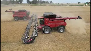 FIRST Wheat Harvest Video of the Year | Wolgemuth Bros Harvesting in Oklahoma 