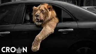 Crown Music 👑 - No Love (Original Mix) | Night Drive Deep House Car Music 2026 🚗🔥