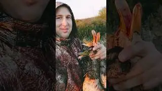 охота на уток с подхода