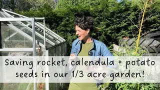 How to Easily Save Seeds: Rocket and Calendula (and bonus: real potato seeds!) 🫘 🌱 #homestead
