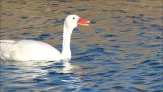 COSCOROBA comiendo cangrejos