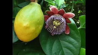 Улучшение сна 