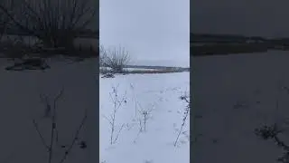 Охота с русской гончей 2019 первый русак Дины круг замкнут дошла с голосом