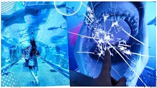 The shark broke the glass of the aquarium