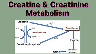 Creatine & Creatinine Metabolism #metabolism #biochemistry #protein #creatine #creatinine