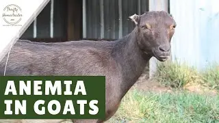 Anemia in Goats