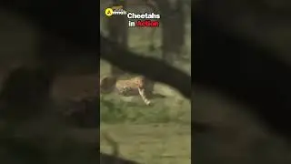 Cheetahs in Action #shorts