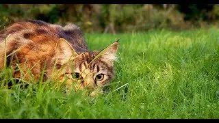 The Cat by Banjo Paterson - Pre-Intermediate