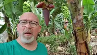Hoe groeit een banaan.