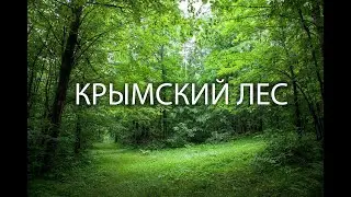 КРЫМСКИЙ ЛЕС | ВИДЕО ДЛЯ СНА | ЗВУКИ ЛЕСА | ВИДЕО ДЛЯ СОБАК