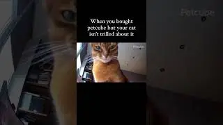 He really said 😾