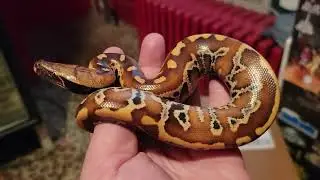 How to hold a baby Blood Python