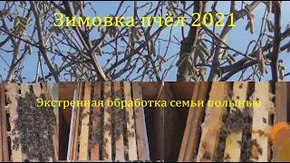 Зимовка пчёл экстренная обработка семьи полынью