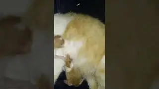 Мурка родила котят
