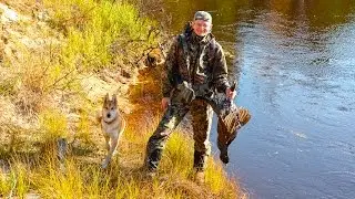 Охота на глухаря с лайкой, ТАЕЖНОЕ СЧАСТЬЕ 2