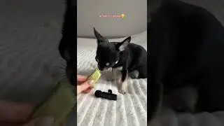 АСМР ОТ МИНИ ЧИХУАХУА🤭🩷 