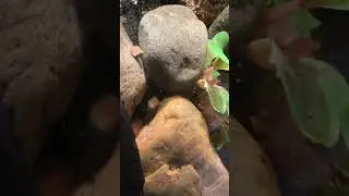 African Clawed Frog!