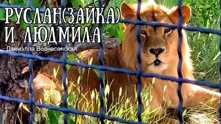 💕Лев РУСЛАН(Зайка) и львица ЛЮДМИЛА-Мила.Gentle relationship of lions. Тайган. Life of lions.Taigan.