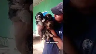 ищем новых хозяев для щенков, тебе не нужен щенок?