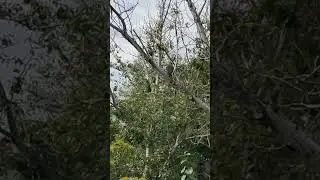 Что за птица?