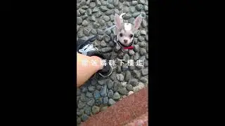 Mr. Dobby's Channel (episode 6) - 陽光男孩