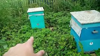 наконец то я на пасеке