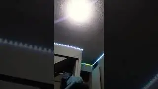 TOP 5 CONEJOS MUERTOS PT 2