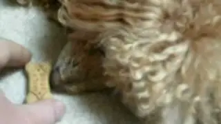 Attempt to wake a poodle with a milk-bone