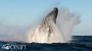 Whale and Dolphin Conservation Update